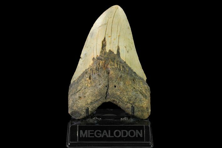 Fossil Megalodon Tooth - North Carolina #147520